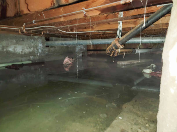  Gulfport, FL Water damage restoration Pros
